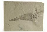 Bargain, Eurypterus (Sea Scorpion) Fossil - New York #369340-1